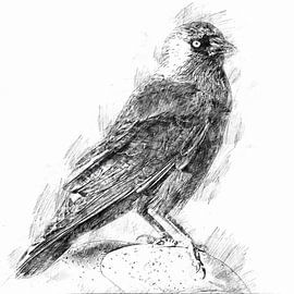 Porträt einer Dohle auf einem Stein (Zeichnung) von Art by Jeronimo