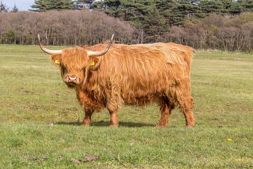 Hochländer - Texel von Texel360Fotografie Richard Heerschap
