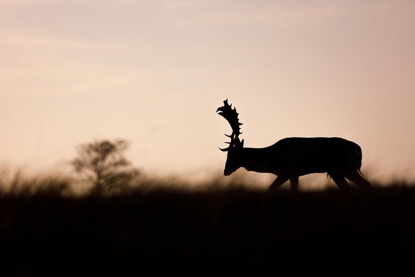 fallow deer by Pim Leijen