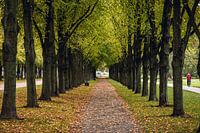 Droomachtige laan met vallende, kleurrijke bladeren in de herfst