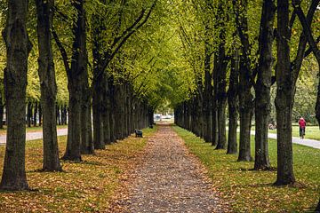 Traumhafte Allee mit fallenden, bunten Blättern im Herbst von Fabian Bracht