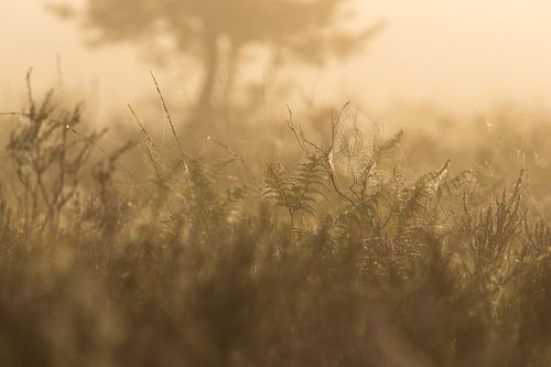 the spiderman is having me for dinner