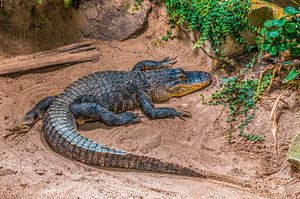 ein Krokodil sonnt sich am Strand von Mario Plechaty Photography