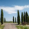 Cipressen bomen in Toscane Italie. van Menno Schaefer
