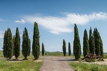Cipressen bomen in Toscane Italie. van Menno Schaefer