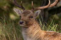 Beautiful photography of Animals in the Netherlands