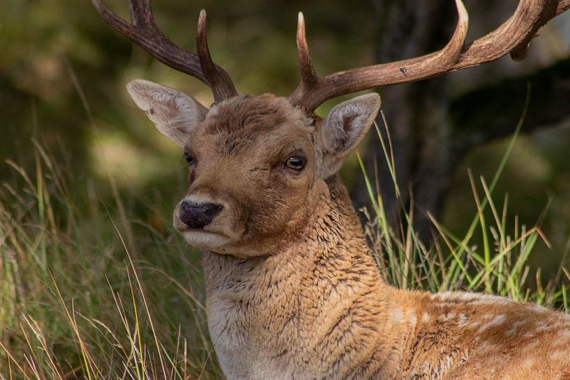 Beautiful photography of Animals in the Netherlands van Chérise Smeets