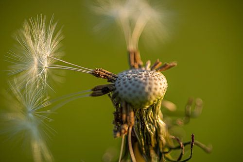 dandelion