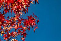 Branches d'un érable rouge