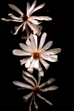 trio de fleurs de magnolia en fleur sur Ribbi