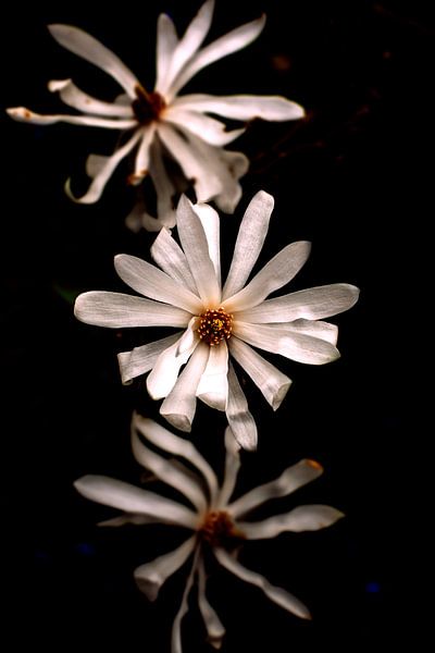 trio van bloeiende magnolia bloemen van Ribbi