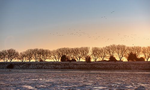 Vliegende vogels tijdens zonsopkomst