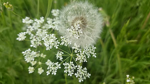 auf dem feld