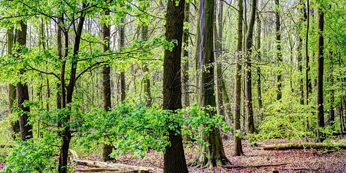 Amsterdams Bos Panorama