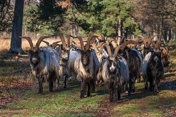 Kudde geiten in het bos van Miranda Heemskerk