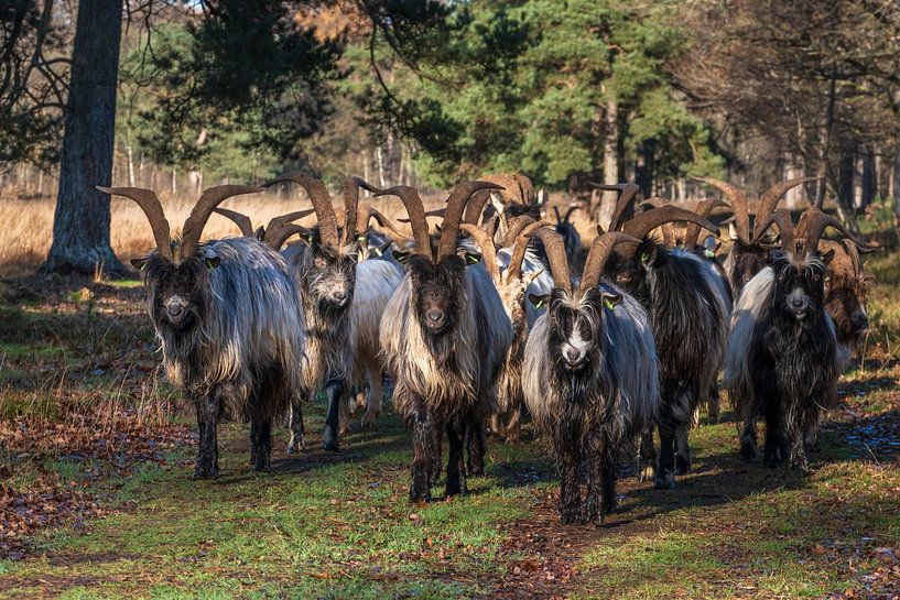 Herd of goats in the forest by Miranda Heemskerk