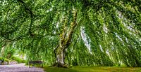 The romantic tree of Kronen Gaard - Norway by Ricardo Bouman thumbnail