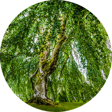 The romantic tree of Kronen Gaard - Noorwegen van Ricardo Bouman