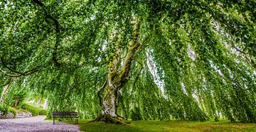 The romantic tree of Kronen Gaard - Noorwegen van Ricardo Bouman
