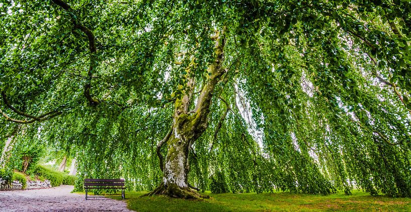 The romantic tree of Kronen Gaard - Norway by Ricardo Bouman