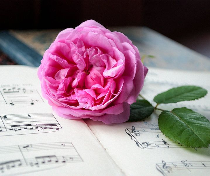 Liebe zur Musik, historische rosa Rose auf altem Notenblatt von Susanne Kanamüller