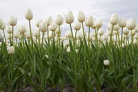 Prachtige hollandse tulpen  van Maurice de vries