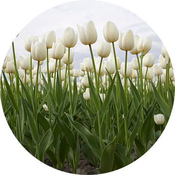 Prachtige hollandse tulpen  van Maurice de vries
