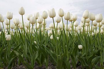 Prachtige hollandse tulpen  van Maurice de vries