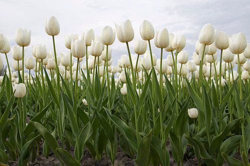 Prachtige hollandse tulpen 