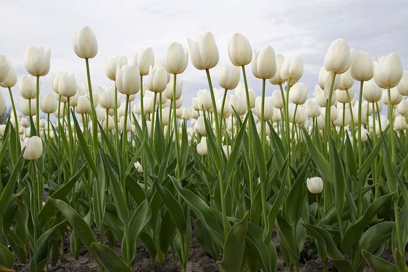 Schöne holländische Tulpen von Maurice de vries