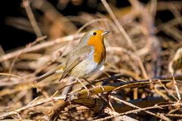 robin in the undergrowth