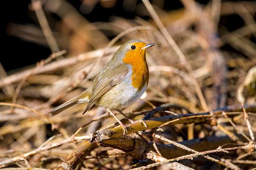 roodborst in het kreupelhout