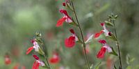'Hot Lips', Red Salvia Flowers Panoramic