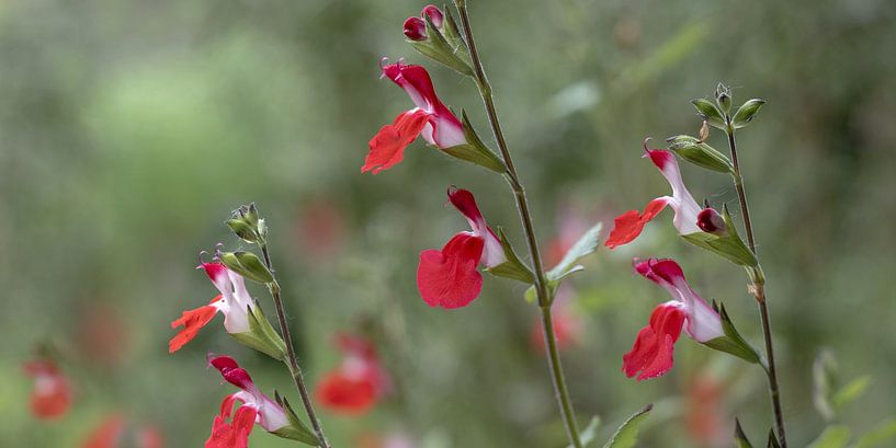 'Hot Lips', Red Salvia Flowers Panoramic by Imladris Images