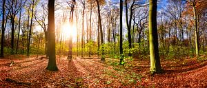 Bunter Herbst - Sonnenaufgang im Wald
