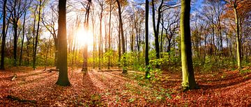 Kleurrijke herfst - zonsopgang in het bos van Günter Albers