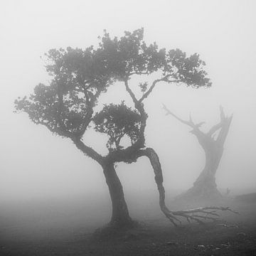 Arbres dans le brouillard en noir et blanc sur Erwin Pilon