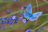 Vlinder Icarusblauwtje