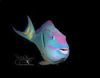 Parrotfish Grin, Bonaire