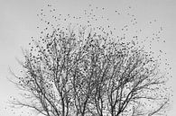 Starlings look for a place to sleep in poplar in black and white by BYLDWURK thumbnail