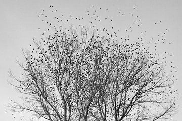 Starlings look for a place to sleep in poplar in black and white