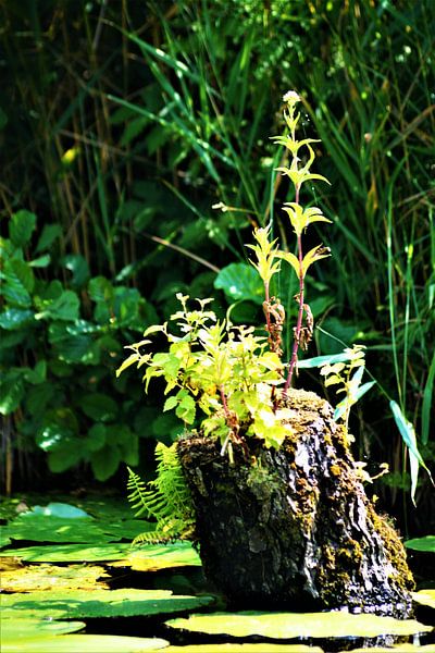 Boomstam uit water by David van Coowijk