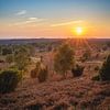 Wilseder Berg | Sonnenuntergang in der Lüneburger Heide von Olliventure