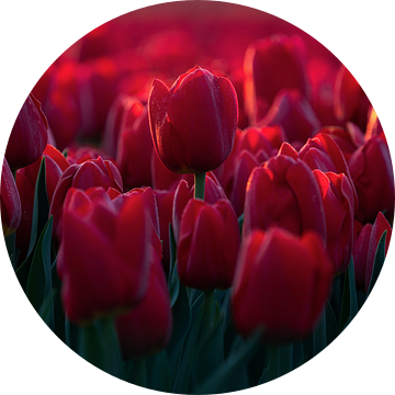 Rode tulpen in Nederland van Vincent Fennis
