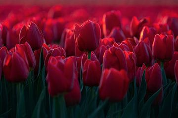 Rode tulpen in Nederland van Vincent Fennis