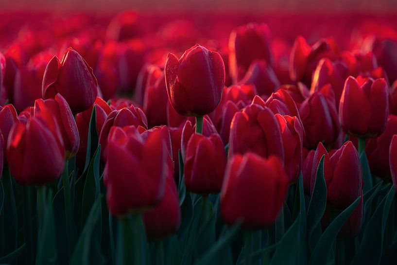 Red tulips in the Netherlands by Vincent Fennis
