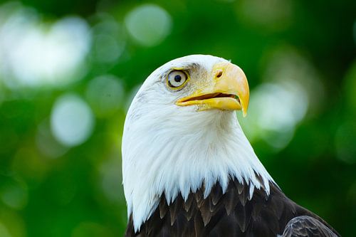 Zeearend portretfotografie