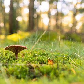 Beautiful mushroom in a real autumn setting by Marloes ten Brinke