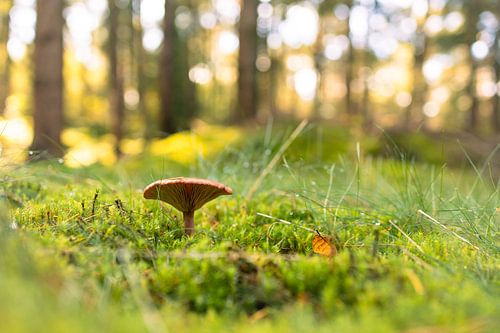 Mooie paddenstoel in een echte herfstsetting