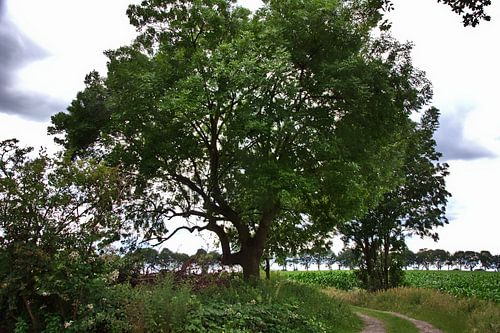 Bomen 2